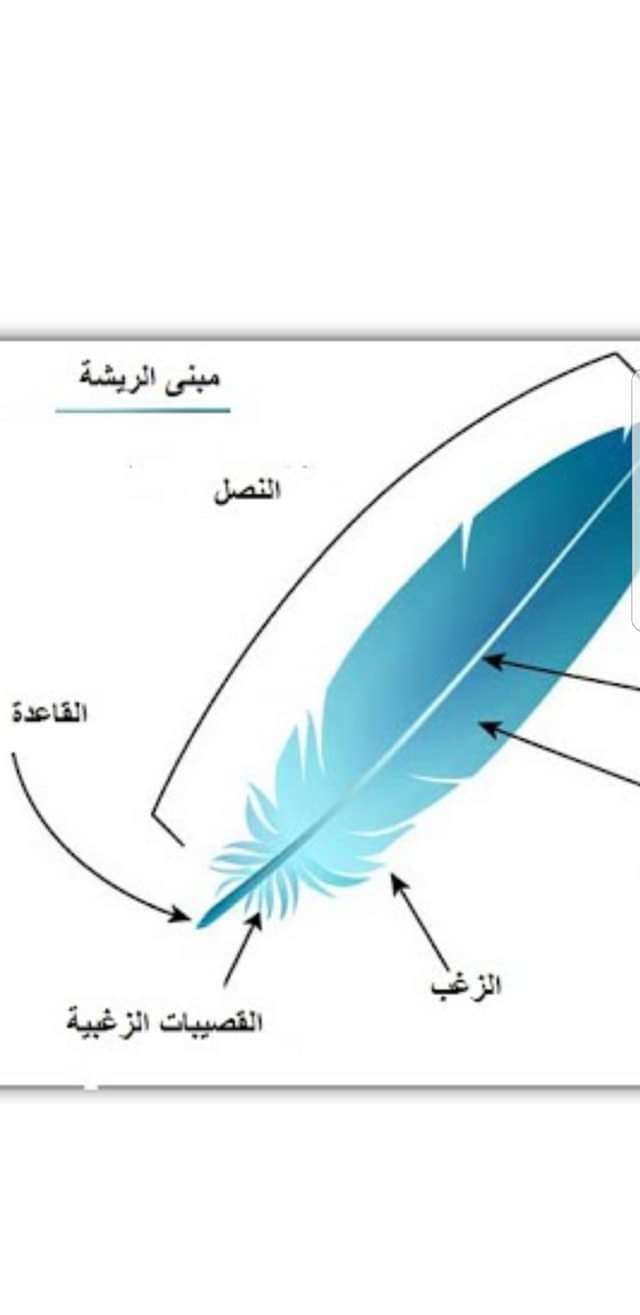 بحث عن ريش الطيور ما هو الريش وما هي وظيفة الريش أنواع الريش عند الطيور علم الأحياء   الريش الزغبي ريش الطيور ريش الحمام فوائد الريش الريش الخيطي الريش الكفافي