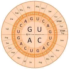 جدول الشفرة الوراثية 3 ثانوي وعجلة الكودونات
