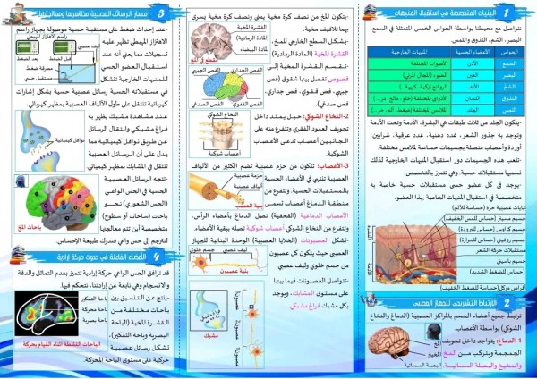 ملخص علوم الاتصال العصبي رابعة متوسط