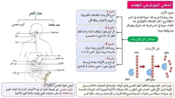 ملخصات مقطع التغذية عند الانسان السنة الرابعة متوسط العلوم الطبيعية ملخص المقطع الأول مقطع التغذية عند الانسان