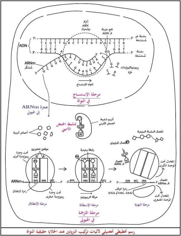 أكتب نصا علميا تبرز من خلاله الآلية التي تسمح بانتقال المعلومات الوراثية من النواة الى الهيولى لتترجم الى بروتين اصل النمط الظاهري   مقدمة عرض خاتمة   نص علمي حول تركيب البروتين