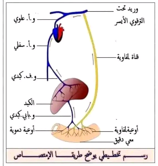 رسم تخطيطي يوضح طريقة الامتصاص للسنة الرابعة 4 متوسط علوم طبيعية