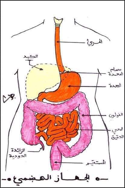 ما هي مكونات الجهاز الهضمي ومكونات الجهاز المناعي عند الإنسان الجهاز المناعي اللا نوعي أو الطبيعي