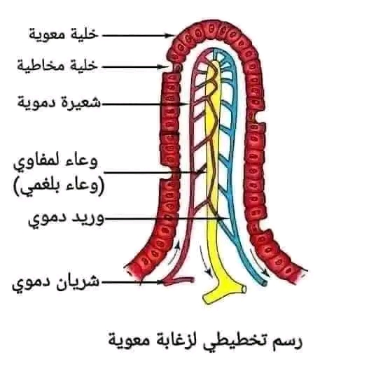 رسم تخطيطي يوضح الزغابة المعوية للسنة الرابعة 4 متوسط الزغابة معوية