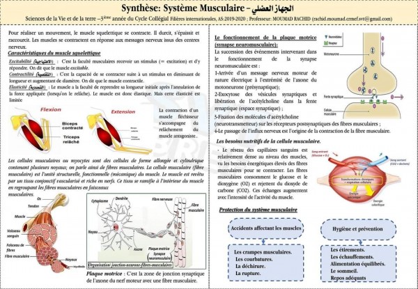 ملخصات دروس svt الثالثة اعدادي الدورة الثانية بالفرنسية    ملخصات دروس مادة علوم الحياة والأرض السنة الثالثة إعدادي خيار فرنسية  الجهاز العصبي