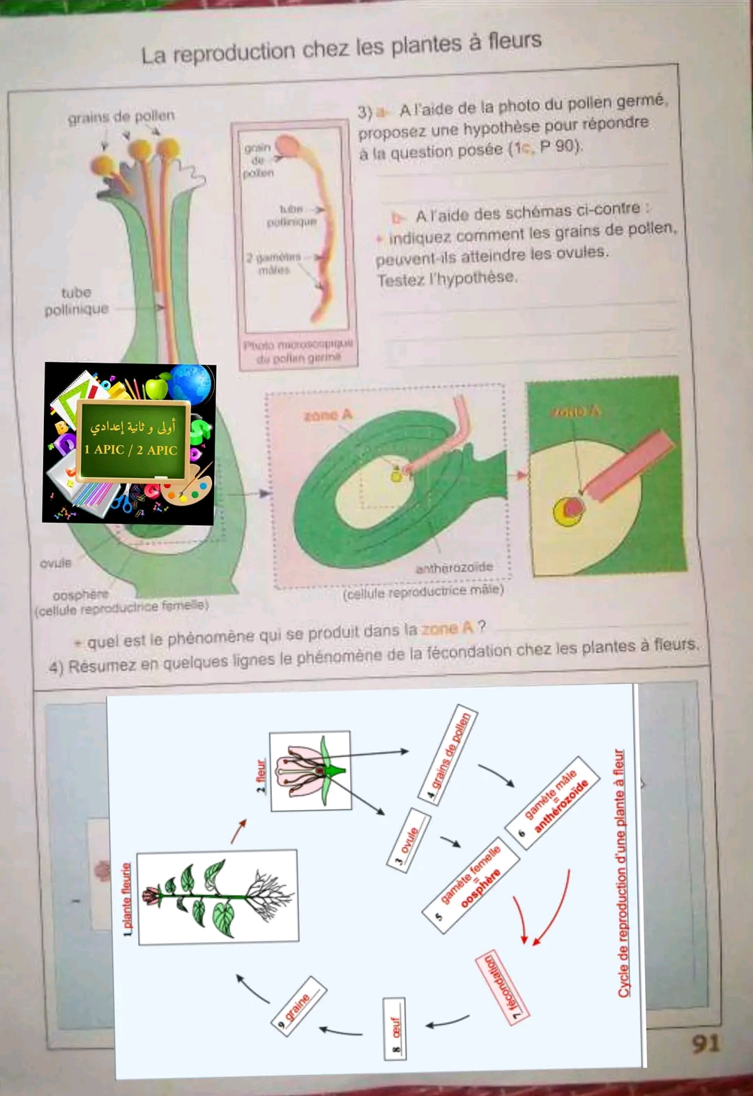 حل تمارين ص 90 و 91 علوم ثانية اعدادي cahier des svt page 90 _ 91