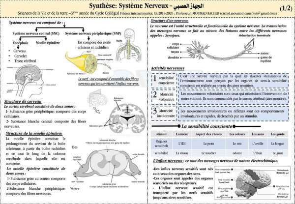 ملخصات دروس svt الثالثة اعدادي الدورة الثانية بالفرنسية    ملخصات دروس مادة علوم الحياة والأرض السنة الثالثة إعدادي خيار فرنسية  الجهاز العصبي