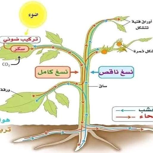 رسم تخطيطي للتغذية عند النبات مراحل انتقال النسغ أولى متوسط