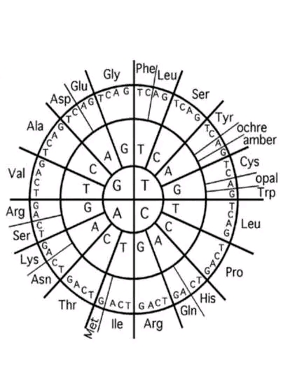 جدول الشفرة الوراثية 3 ثانوي وعجلة الكودونات