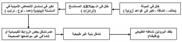 نص علمي حول العلاقة بين بنية ووظيفة البروتين