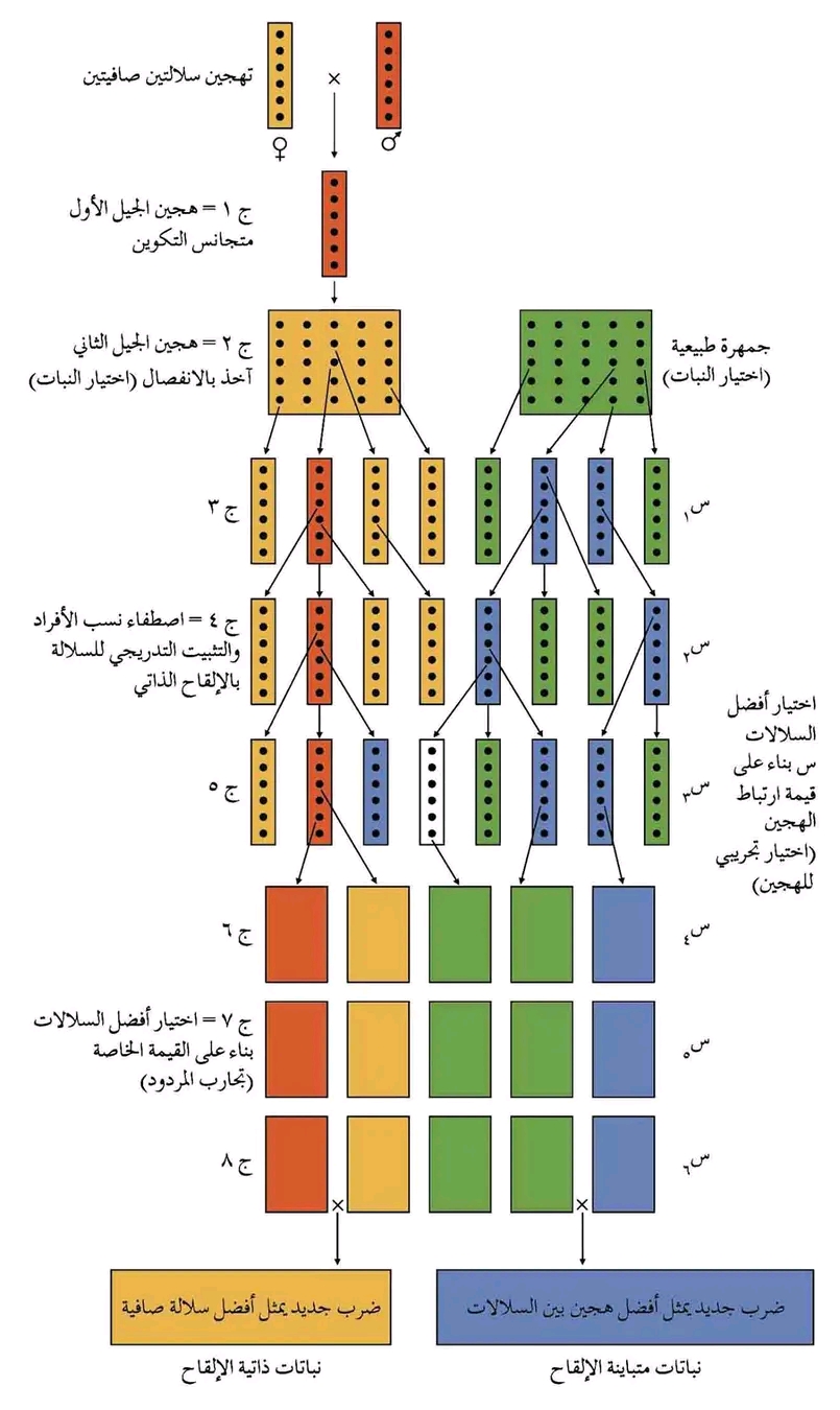 بحث حول الاصطفاء النباتي طرائق الاصطفاء النباتي