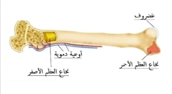 بحث عن نخاع العظام ما هو نخاع العظم