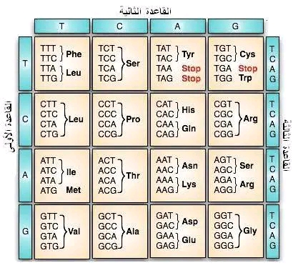 جدول الشفرة الوراثية 3 ثانوي وعجلة الكودونات