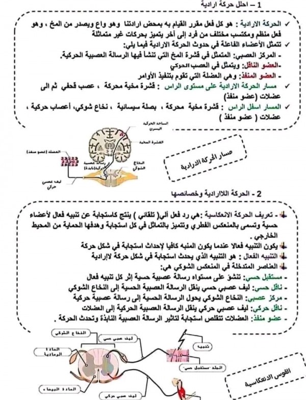 ملخص درس الحركة الإرادية واللاإرادية السنة الرابعة متوسط.