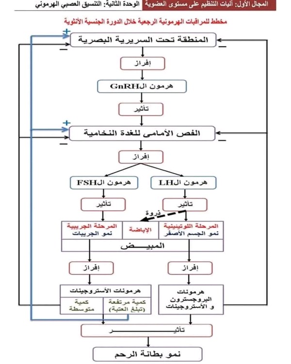 تأثير العصبونات تحت السريرية على الاقرازات المبيضية تلخيــص جدول مخطط للمراقبات الهرمونية الرجعية خلال الدورة الجنسية الانثوية الوحدة الثانية التنسيق العصبي الهرموني